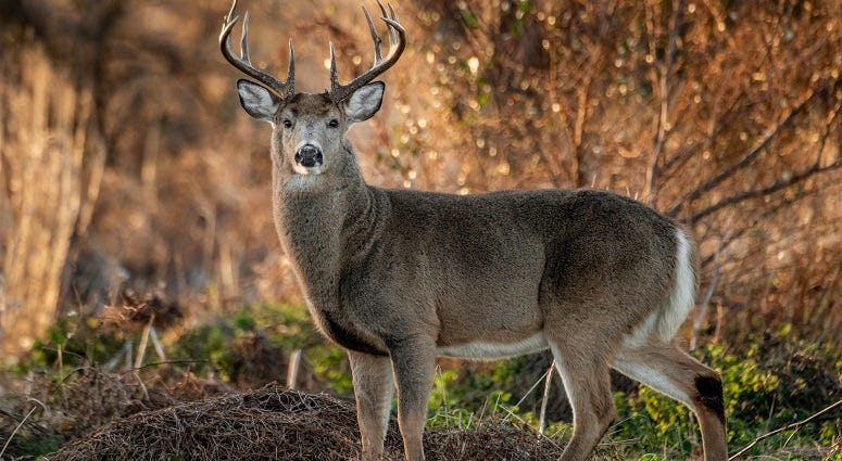 deer