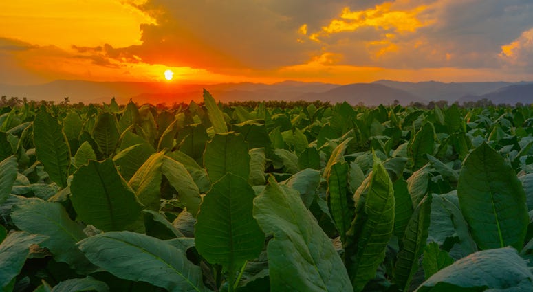 Tobacco