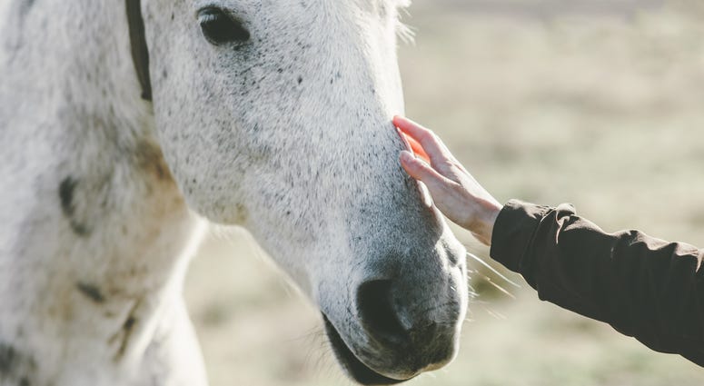 GCSO working with Animal Control to try and catch suspect/s in recent horse attacks