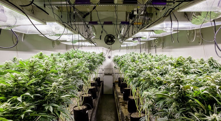 marijuana growing operation