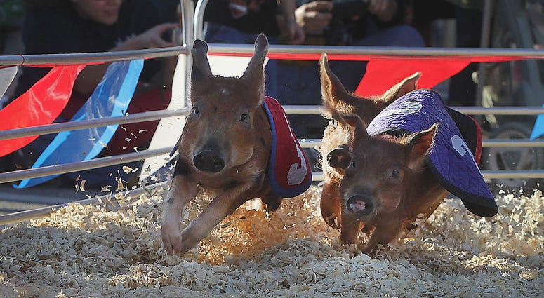 The Swifty Swine Racing Pigs turn the corner during the race to get to the Oreo cookie reward. Animal attractions are a big draw for fair goers at the SC State Fair in Columbia, South Carolina. (Photo by Kim Kim Foster-Tobin/The State/MCT/Sipa USA) The Swifty Swine Racing Pigs turn the corner during the race to get to the Oreo cookie reward. Animal attractions are a big draw for fair goers at the SC State Fair in Columbia, South Carolina. (Photo by Kim Kim Foster-Tobin/The State/MCT/Sipa USA)
