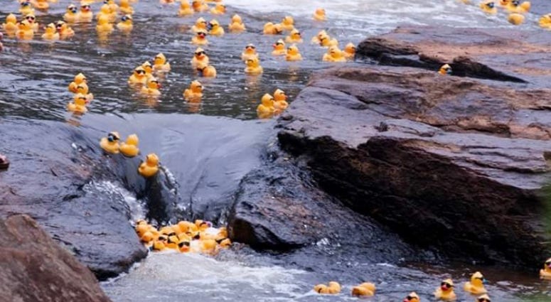 Reedy River Duck Derby Rescheduled Reedy River Duck Derby Rescheduled