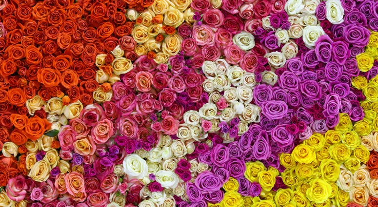 Roses Roses
