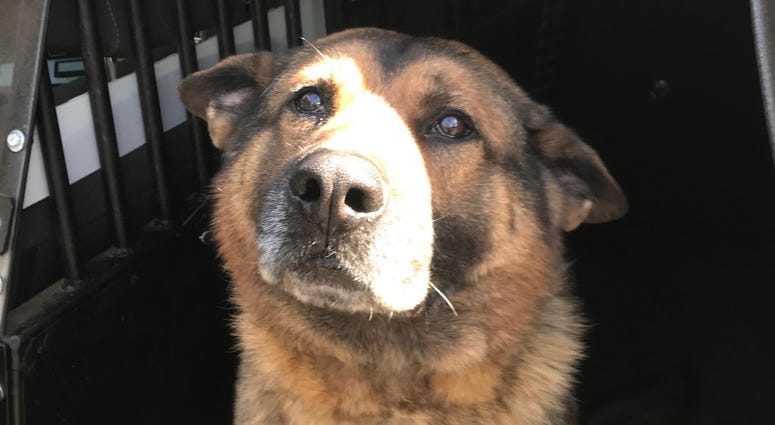 Rudy - K9 Deputy Missing Rudy - K9 Deputy Missing