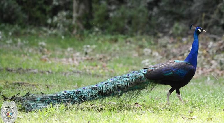 Peacock found by Spartanburg Police Peacock found by Spartanburg Police