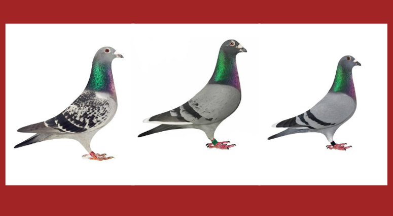 Stolen Racing Homing Pigeons - GCSO Stolen Racing Homing Pigeons - GCSO