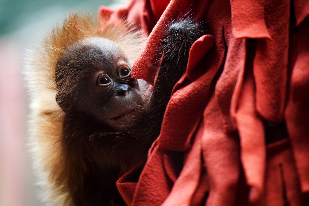 The Greenville Zoo's baby orangutan, Adira, shortly after she was born The Greenville Zoo's baby orangutan, Adira, shortly after she was born