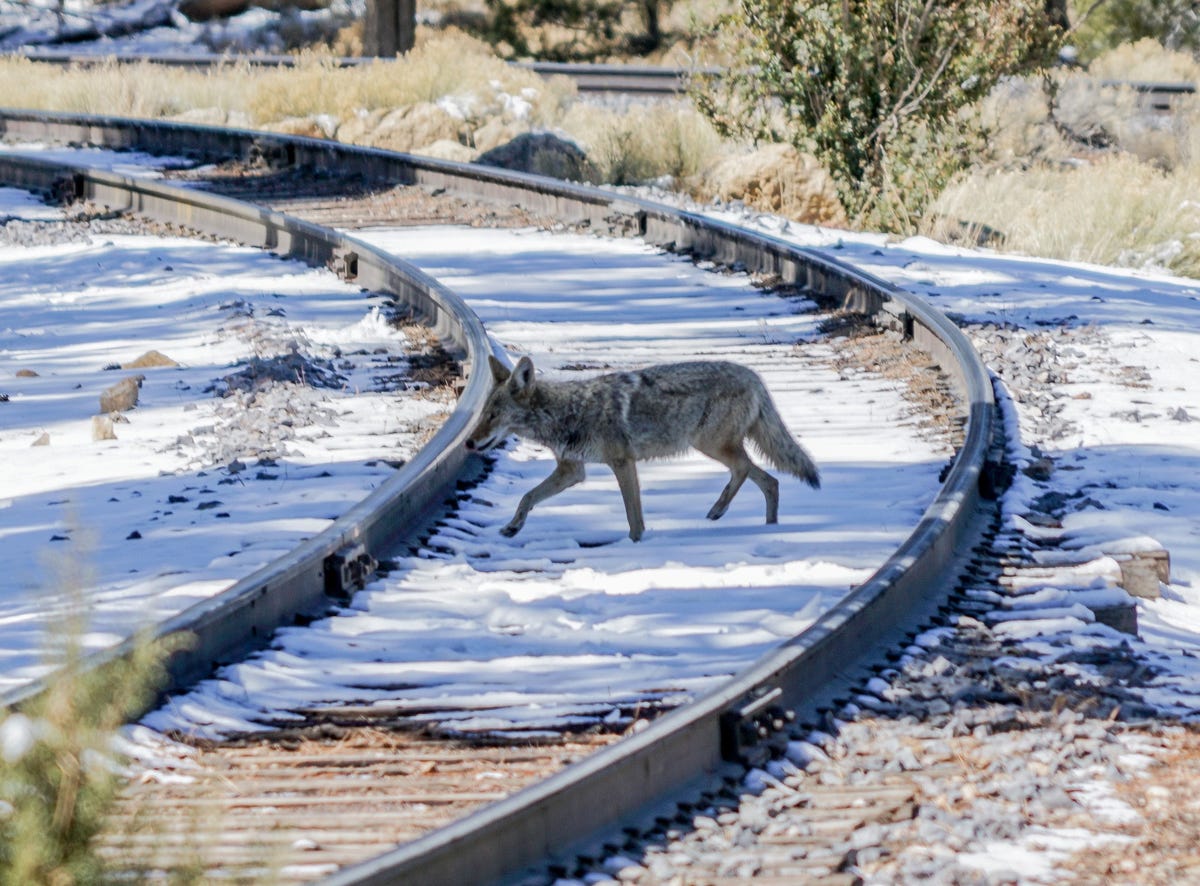 Coyote crosses railroad tracks as they move into more populated areas Coyote