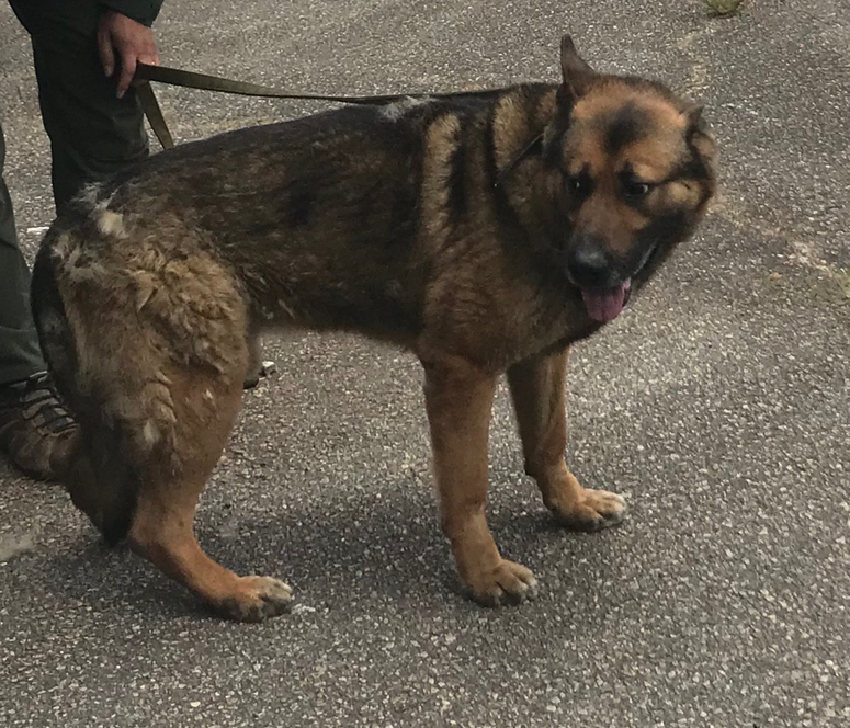 Missing: Rudy - K-9 Deputy Missing: Rudy - K-9 Deputy