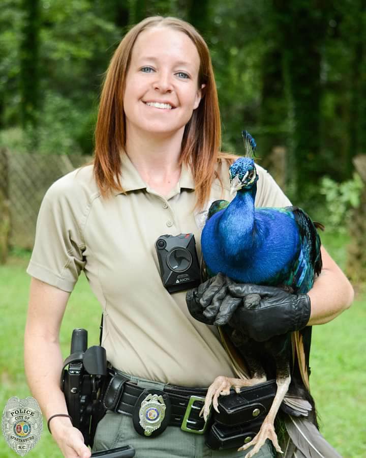 Spartanburg officer Jessica Leigh with a found peacock Spartanburg officer Jessica Leigh with a found peacock