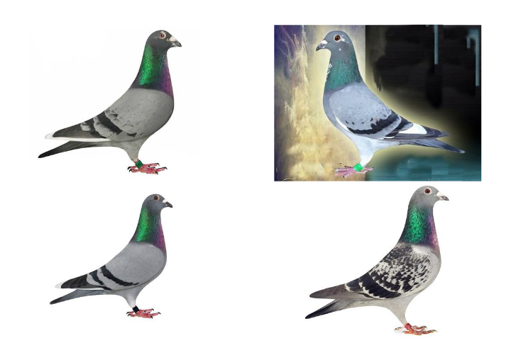 Stolen Racing Homing Pigeons - GCSO Stolen Racing Homing Pigeons - GCSO