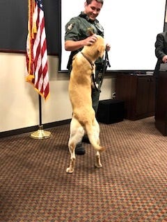 A happy Thor with handler Deputy Justin Stokes