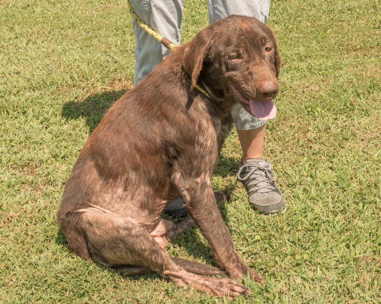 Lucky, currently at the Oconee Humane Society, looking for a home.