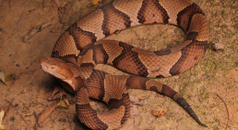 Copperhead - stock photo