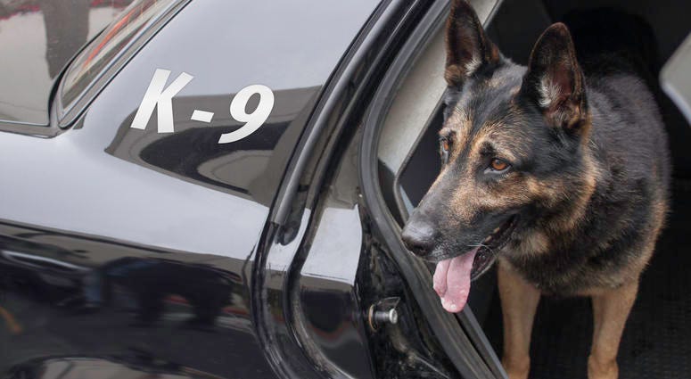 Wreckless Anderson County driver detained by K-9