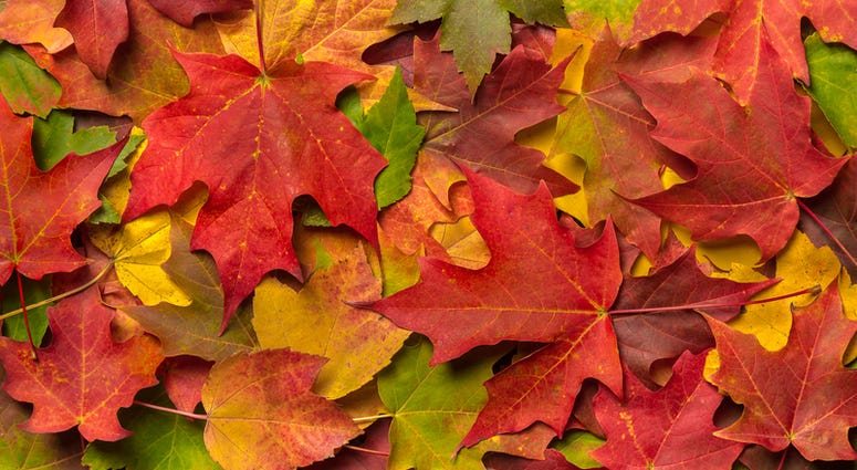 FALL LEAVES fall leaves