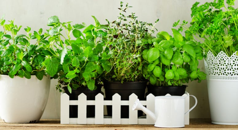indoor herb garden Grow herbs indoors