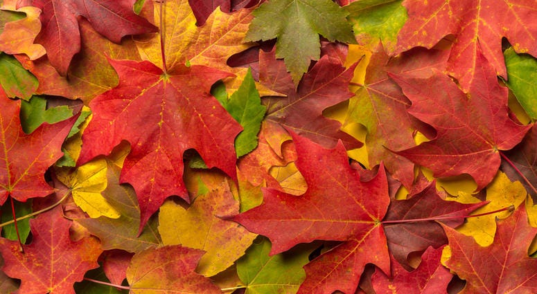 FALL LEAVES fall leaves