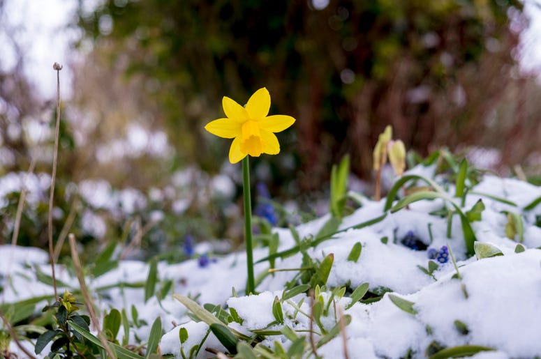winter-flower-GettyImages-1033877590.jpg
