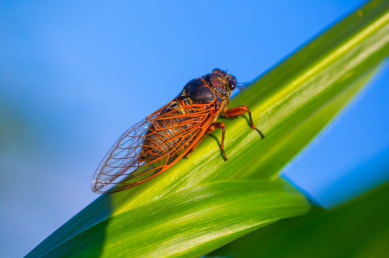 Cicada