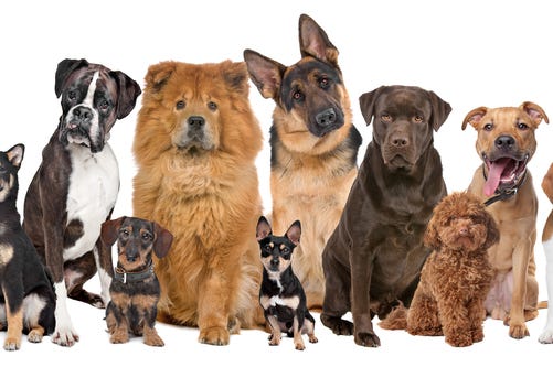 Dogs Dogs