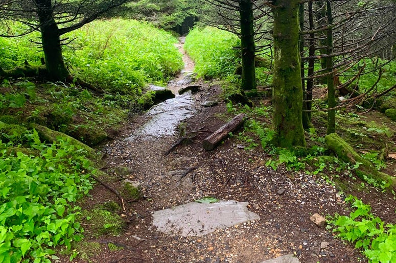 mount mitchell