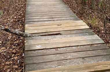Woods