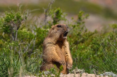 Groundhog